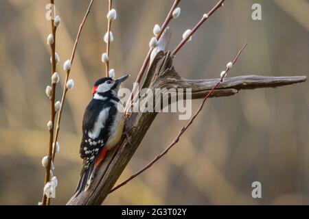 Buntspecht (Picoides major pinetorum, Dendrocopos major pinetorum), auf Totholz und Kätzchen, Eröffnung einer Haselnuss, Schweiz, Sankt Stockfoto