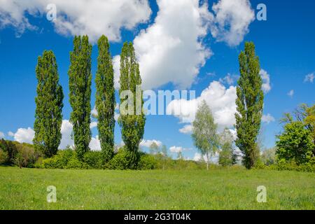 lombardische Pappel (Populus nigra var. italica, Populus nigra 'Italica', Populus italica, Populus nigra italica), fünf große Pappeln auf einer grünen Wiese Stockfoto