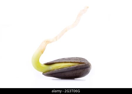 Gewöhnliche Sonnenblume (Helianthus annuus), Keimling, Ausschnitt Stockfoto