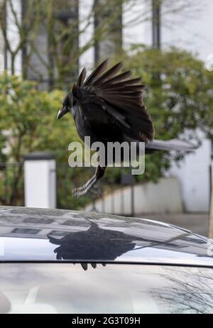 Aaskrähe (Corvus corone, Corvus corone corone), Landung auf dem Auto, Deutschland, Hamburg Stockfoto