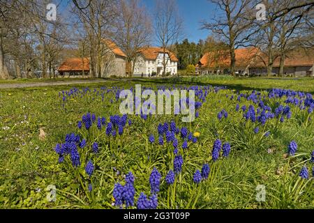 Traubenhyachinthe (Muscari spec.), Traubenhyazinthen auf gut Redingerhof im Frühjahr, Deutschland, Nordrhein-Westfalen, Ostwestfalen, Bad Lippspringe Stockfoto