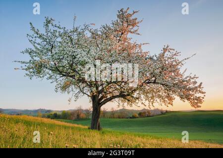 Birne (Pyrus communis), blühender Birnenbaum im Frühling bei Sonnenuntergang, Schweiz, Zürcher Oberland Stockfoto