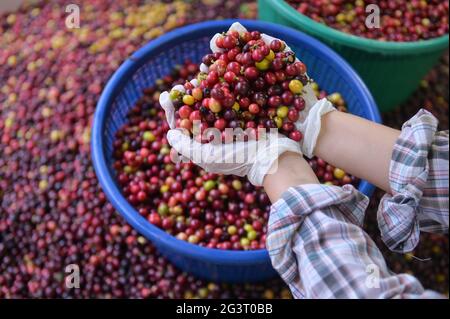 Rote Kaffeekirsche in der Hand.frischer Kaffee Kirschbohnen Hintergrund Stockfoto