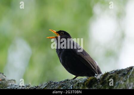 blackbird im Profil mit Schnabel weit offenen Gesang vor verschwommenem grünen Hintergrund Stockfoto