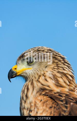 Roter Drachen (Milvus milvus), Porträt, Deutschland, Rheinland-Pfalz Stockfoto