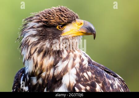 Amerikanischer Weißkopfseeadler (Haliaeetus leucocephalus), Weibchen mit jungem Gefieder, drei Jahre alt, Porträt Stockfoto