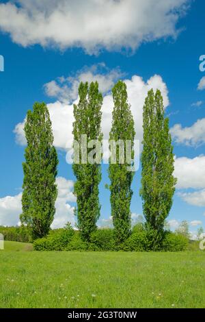 lombardische Pappel (Populus nigra var. italica, Populus nigra 'Italica', Populus italica, Populus nigra italica), vier große Pappeln auf einer Wiese Stockfoto