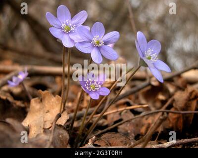 Leberblümchen, amerikanisches Leberblümchen (Hepatica nobilis, Anemone hepatica), Blüten, Österreich, Niederösterreich Stockfoto