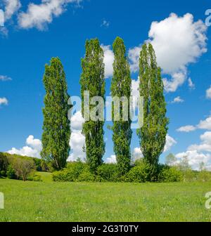 lombardische Pappel (Populus nigra var. italica, Populus nigra 'Italica', Populus italica, Populus nigra italica), vier große Pappeln auf einer grünen Wiese Stockfoto