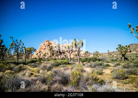 Willow Loch Felsen in Joshua Tree National Park, Kalifornien Stockfoto