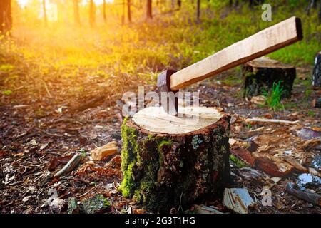 Eine Axt mit einem Holzgriff steckt in einem großen Block oder Holzbalken. Holz und Brennholz in der Ernte Stockfoto