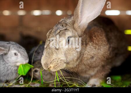 Ein kleines graues Kaninchen neben meiner Mutter. Berühren von Tierbeziehungen. Stockfoto