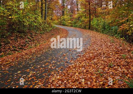 Unfallgefahr; Rutschgefahr auf nassen, mit Herbstlaub bedeckten Straßen Stockfoto