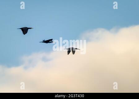 Drei Komoranten fliegen Stockfoto