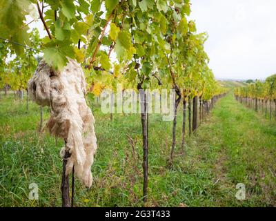 Weinberg im Burgenland mit etwas Fell auf den Pflanzen Stockfoto