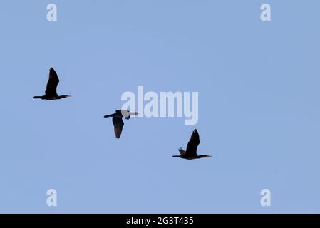 Drei Komoranten fliegen Stockfoto