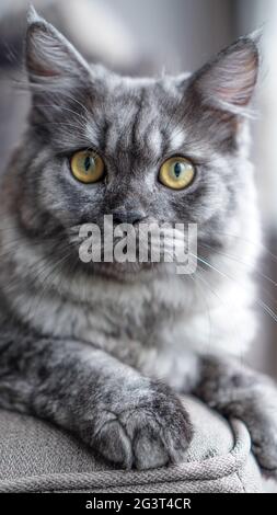 Graue Katze, die mich ansieht Stockfoto