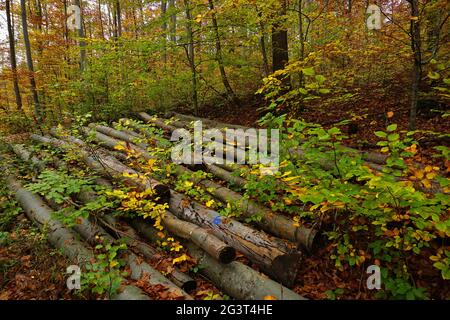 Holzstapel im Herbstwald Stockfoto