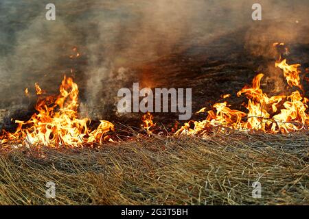 Offene Flamme. Brennendes trockenes Gras auf dem Feld. Extreme Katastrophen und Waldbrände während einer Dürre. Stockfoto