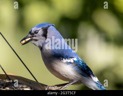 North American Blue Jay ( Cyanocitta Cristata ) in Feeder mit Erdnüssen in IT's Schnabel Stockfoto