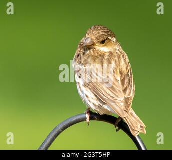 Weibliche Purpurfinke ( Haemorhous pureus ), die auf der Bar nach hinten schaute Stockfoto