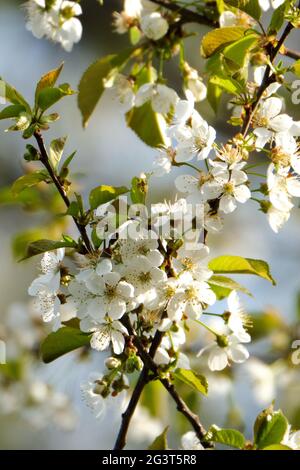 Nordstern Kirschbaum blüht im Frühjahr Stockfoto