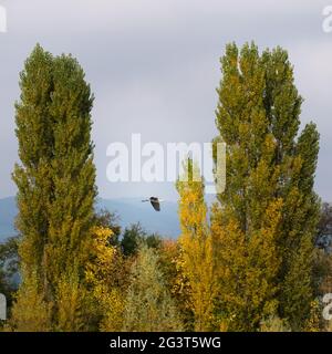 Reiher, der zwischen Bäumen fliegt Stockfoto