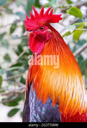 Mehrfarbiger Serama Hahn im Profil mit schönem Kamm und Wattles Stockfoto