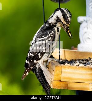 Weiblicher Specht (Dryobates pubescens) auf der Feeder mit Erdnüssen in Schnabelansicht Stockfoto