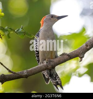 Weiblicher Rotbauchspecht ( Melanerpes Carollnus ) Auf Dem Zweig Stockfoto