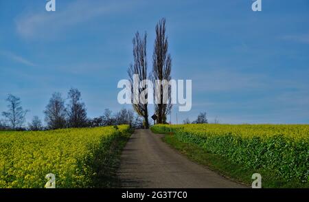 Senfsaat im Herbst, mit Feldkreuze zwischen zwei Pappeln am Ende des Weges Stockfoto