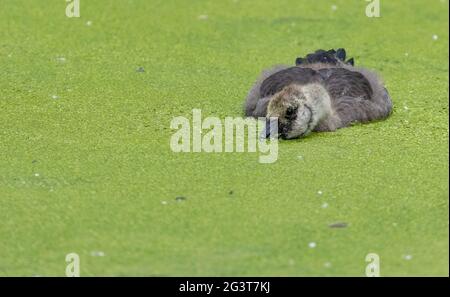 Canada Goose Gosling beim Algenfressen am Ausable River Grand Bend Ontario Branta Canadensis Stockfoto