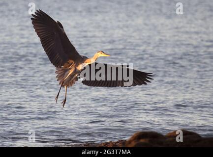 Graureiher, Costa Calma, Fuerteventura, Kanarische Inseln, Spanien Stockfoto