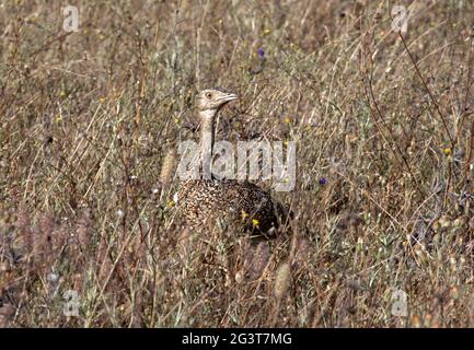 Little Bustard, Castro Verde, Alentejo, Portugal Stockfoto