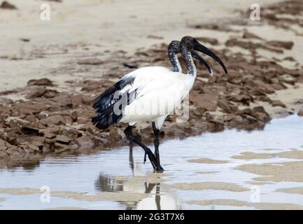 Sacred Ibis, Risco del Paso, Fuerteventura, Kanarische Inseln, Spanien Stockfoto