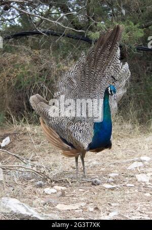 Pfau, Insel Lokrum, Kroatien Stockfoto