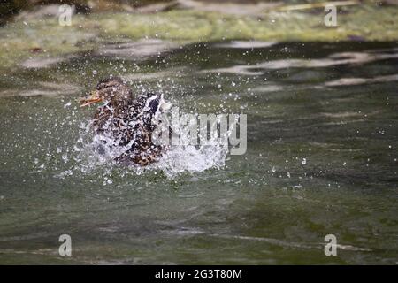 Mallard Duck, Köln, NRW, Aachener Weiher, Rheinland, Deutschland Stockfoto