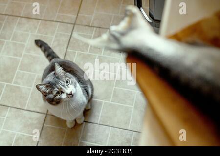 Eine hungrige Katze wartet gehorsam auf Nahrung und schaut auf den Schwanz des Fisches auf dem Schneidbrett. Schaut von unten nach oben. Stockfoto