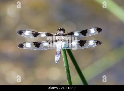 Männlicher Twelve Spotted Skimmer Libellula pulchella Stockfoto