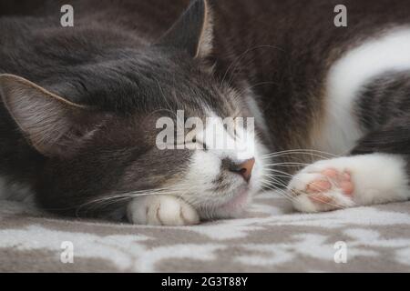 Graue, gepflegte Katze schläft süß auf dem Sofa. Nahaufnahme eines glücklichen Haustieres. Stockfoto