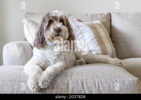 Ein großer Labradoodle-Welpe, der auf einer hellen Couch liegt. Stockfoto