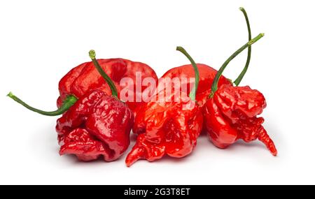 Carolina Reaper, der heißeste chilli (Capsicum chinense), ganze reife Hülse, isoliert auf weißem Hintergrund. Superheiß oder extrem Stockfoto