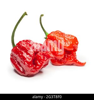 Carolina Reaper, der heißeste chilli (Capsicum chinense), ganze reife Hülse, isoliert auf weißem Hintergrund. Superheiß oder extrem Stockfoto