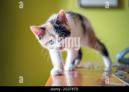 Calico Kätzchen „hilft“ mit einem Puzzle auf einem Holztisch. Auf die Kamera zulaufen... Grüner Hintergrund. Stockfoto