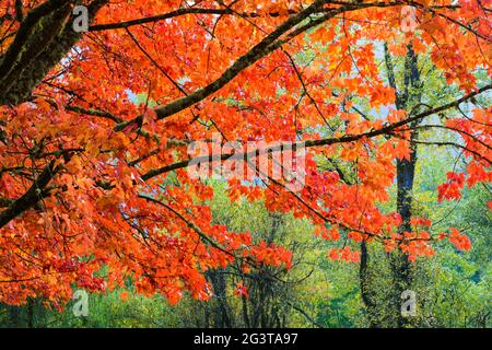 Ein Baum im Herbst mit roten Blättern steht in einem komplementellen Kontrast zu einem Hintergrund aus grünem Laub Stockfoto