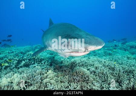 der tellerhai Galeocerdo cuvier, dessen Kiefer durch das Haken beschädigt wurde, schwimmt über dem Korallenriff, das von Fingerkorallen dominiert wird, Honokohau, Kona, Hawaii, USA Stockfoto