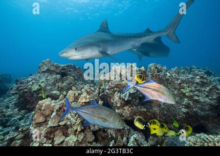 tellerhaie, Galeocerdo cuvier, schwimmen am Korallenriff mit blauem Trevally, Racoon-Butterflyfish, blaureifen Schnappern und anderen Rifffischen, Kona, Hawaii Stockfoto