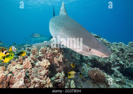 tellerhaie, Galeocerdo cuvier, schwimmen über dem Korallenriff mit Blauefin-Trevally, Racoon-Butterflyfish, Fadenflossen-Butterflyfish, Blaureifen Snapper, Hawaii Stockfoto