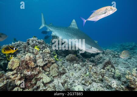 tellerhai, Galeocerdo cuvier, schwimmt über dem Riff mit blauem Trevally, Racoon-Butterflyfish und anderen Rifffischen, Honokohau, Kona, Hawaii, USA Stockfoto