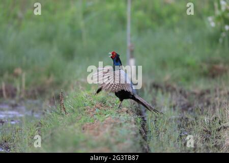 Japanischer grüner Fasan (Phasianus versicolor) in Japan Stockfoto